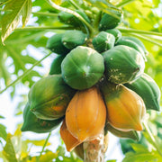 Papaya Seeds – Carica papaya