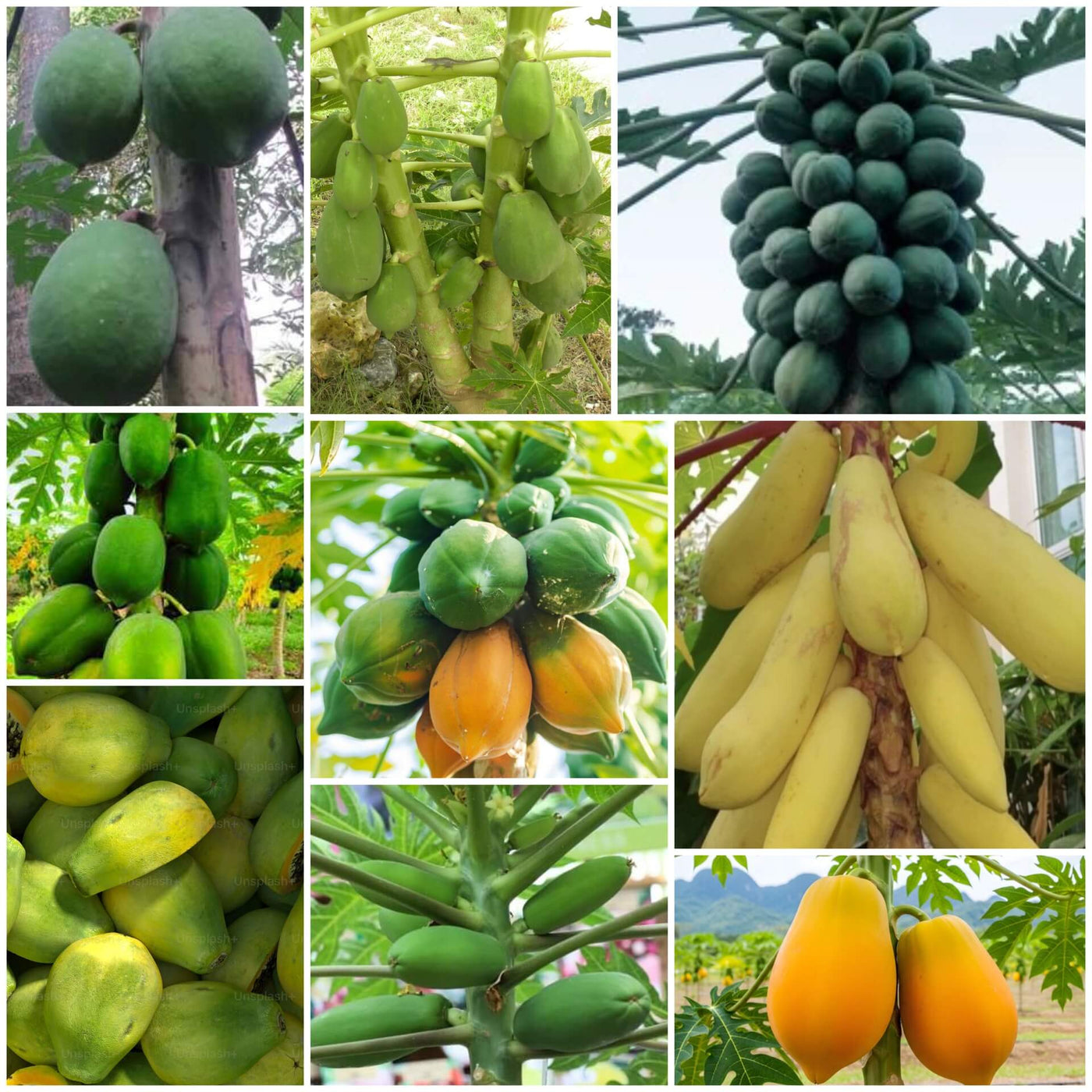 Papaya Seeds - All In One For Home Gardens