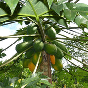 Papaya Seeds - All In One For Home Gardens