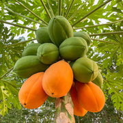 Papaya Seeds - All In One For Home Gardens