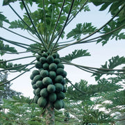 Papaya Seeds - All In One For Home Gardens