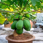 Papaya Seeds - All In One For Home Gardens