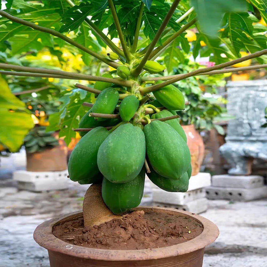 Papaya Seeds - All In One For Home Gardens