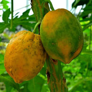 Papaya Seeds - All In One For Home Gardens
