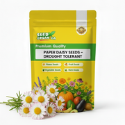 Strawflower Seeds, Xerochrysum bracteatum Flower Seeds