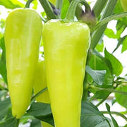 Capsicum annuum Paprika Pepper Seeds