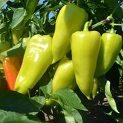 Capsicum annuum Paprika Pepper Seeds