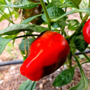 Leutschauer Paprika Pepper Seeds