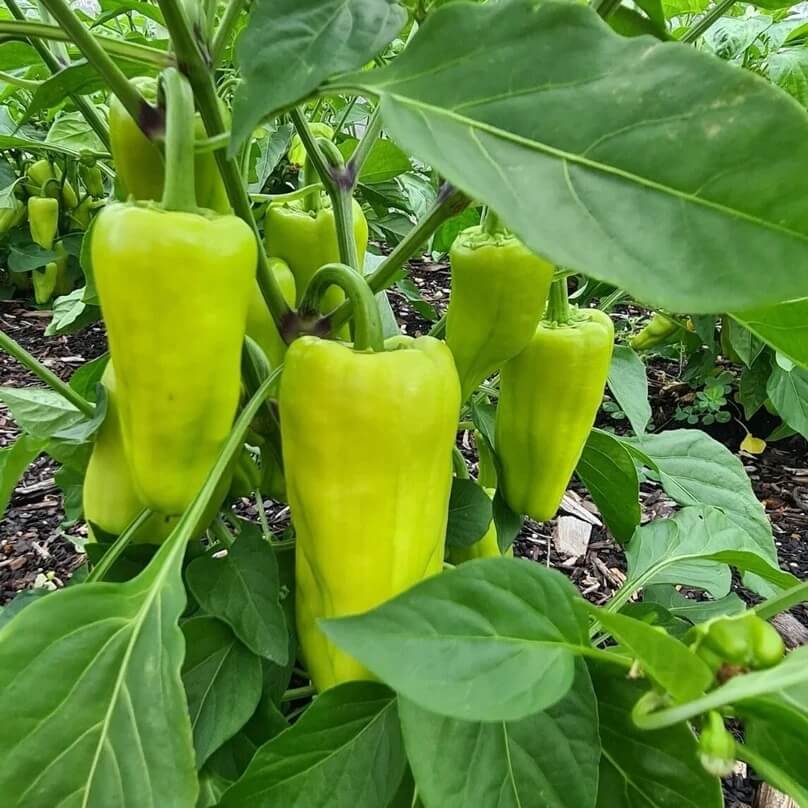 Capsicum annuum Paprika Pepper Seeds