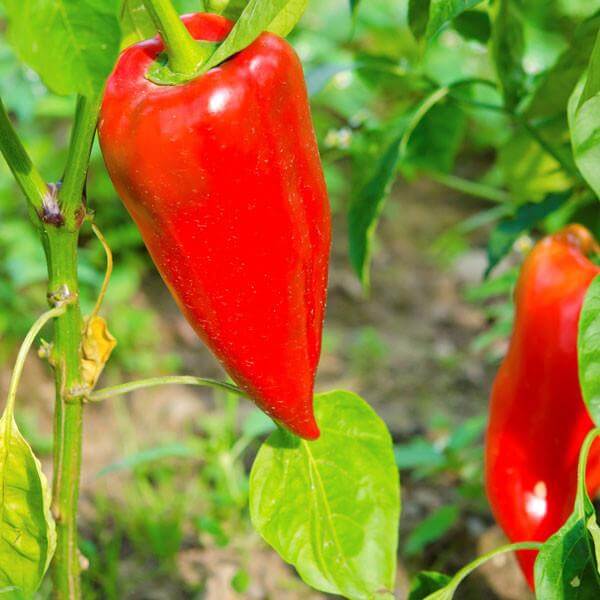 Leutschauer Paprika Pepper Seeds