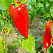 Leutschauer Paprika Pepper Seeds