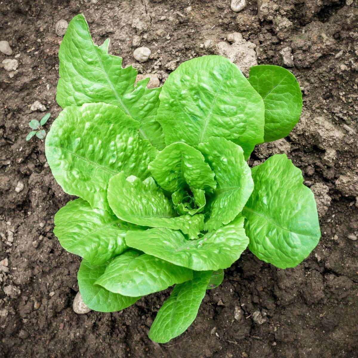 Paris White Cos Lettuce Seeds - Vegetable Plant For Home Gardens