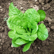 Paris White Cos Lettuce Seeds - Vegetable Plant For Home Gardens