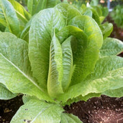 Paris White Cos Lettuce Seeds - Vegetable Plant For Home Gardens