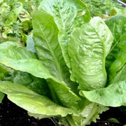 Paris White Cos Lettuce Seeds - Vegetable Plant For Home Gardens