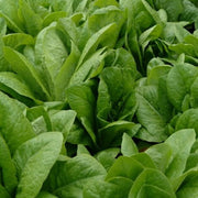 Paris White Cos Lettuce Seeds - Vegetable Plant For Home Gardens