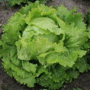 Paris White Cos Lettuce Seeds - Vegetable Plant For Home Gardens