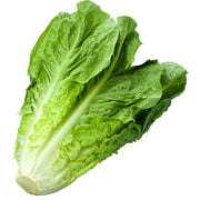 Parris Island Romaine Lettuce Seeds