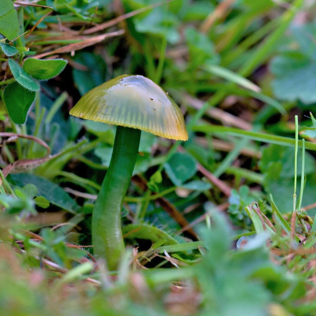 Green Mushroom Seeds