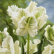Parrot Tulip Seeds - Flower Plant