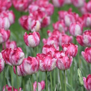 Parrot Tulip Seeds