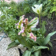 Parrot Tulip Seeds