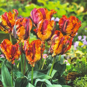 Parrot Tulip Seeds - Flower Plant