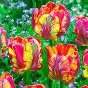 Parrot Tulip Seeds - Flower Plant