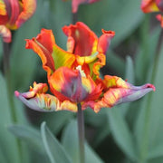 Parrot Tulip Seeds