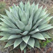 Parryi Green Agave Seeds, Herbal