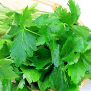 Mitsuba Japanese Parsley Seeds, Herbal