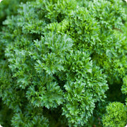 Double Curled Parsley Seeds