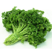 Curled Parsley Seeds