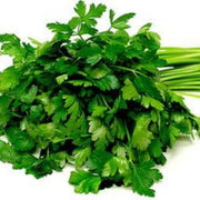 Flat Leaf Parsley Seeds