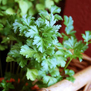 Flat Leaf Parsley Seeds