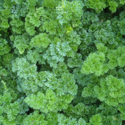 Forest Green Parsley Seeds