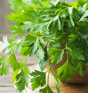 Giant of Italy Parsley Seeds, Herbal
