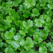 Giant of Italy Parsley Seeds, Herbal