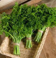Green Parsley Seeds, Herbal