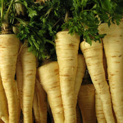 Hamburg Rooted Parsley Seeds