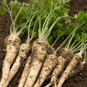 Hamburg Rooted Parsley Seeds