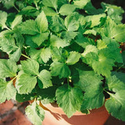 Mitsuba Japanese Parsley Seeds, Herbal