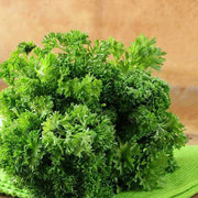 Moss Curled Parsley Seeds, Herbal