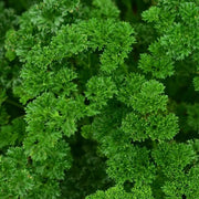 Moss Curled Parsley Seeds, Herbal