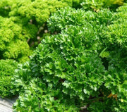 Petroselinum Crispum Parsley Seeds