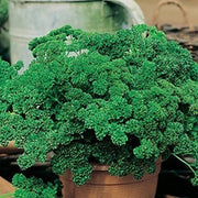 Petroselinum Crispum Parsley Seeds