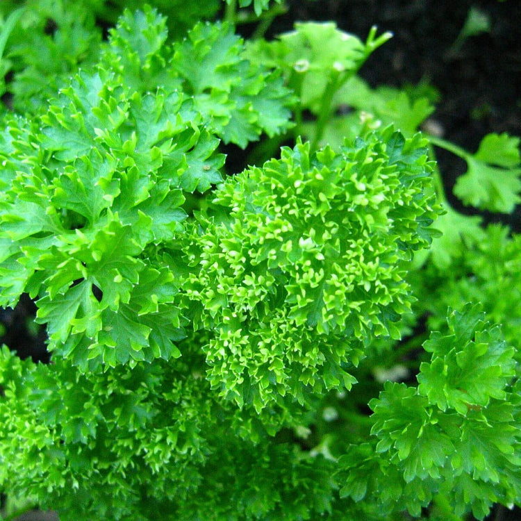 Curled Parsley Seeds
