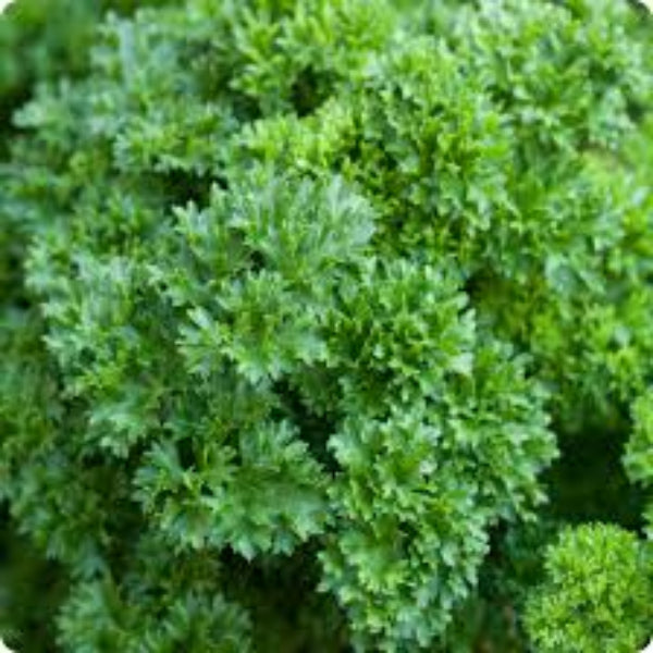 Double Curled Parsley Seeds