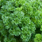 Double Curled Parsley Seeds