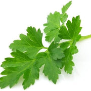 Flat Leaf Parsley Seeds